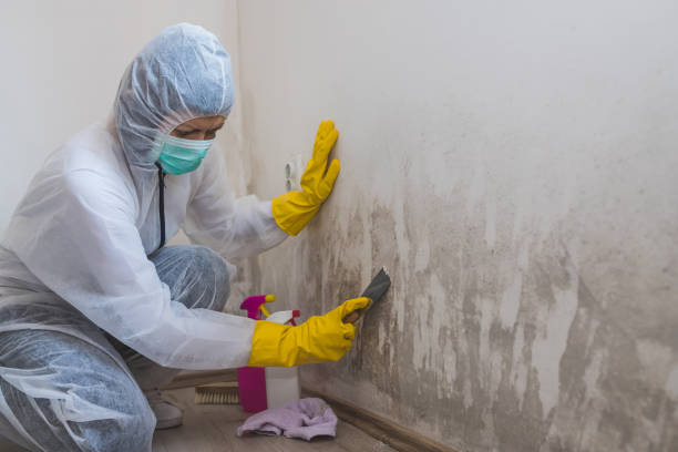 Trusted Clementon, NJ Mold Removal Experts